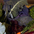 II. Szigetközi Gyógynövénynapok (Fotó: Stipkovits Veronika)