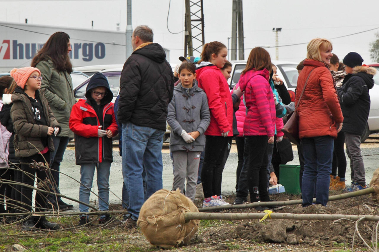 Kőrisfacsemetéket ültettek a diákok a Nolato Magyarország Kft telephelyén