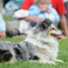 CAC kutyakiállítás (Fotó: Nagy Mária)