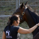 XI. Szigetköz ízei, Vármegye borai Fesztivál 2. nap Várárok