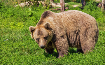 Kilőhetik azt a medvét, amely Csíkszentkirályon emberre támadt