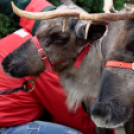 Flesch Karácsony (fotó: Horváth Attila)