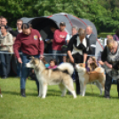 CAC kutyakiállítás (Fotó: Nagy Mária)