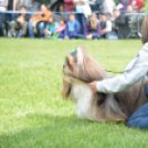 CAC kutyakiállítás (Fotó: Nagy Mária)