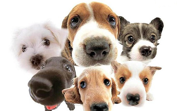 Ebösszeírás Mosonmagyaróváron