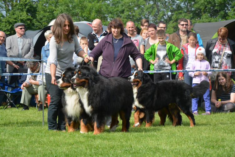 CAC kutyakiállítás (Fotó: Nagy Mária)
