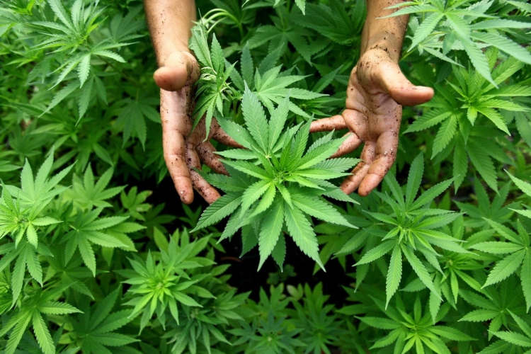 Kannabisz-ültetvényt találtak a rendőrök Budapesten