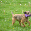 Agility Attilával (Fotó: Nagy Mária)