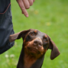 Agility Attilával (Fotó: Nagy Mária)