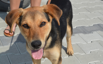 Aranyos kölyök kutyus gazdit keres!!